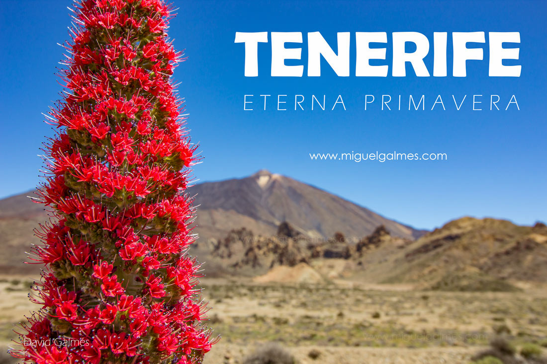A tour of Tenerife, the island of eternal spring

more info: www.miguelgalmes.com/tenerife